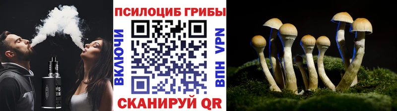 продажа наркотиков  Свободный  Псилоцибиновые грибы MAGIC MUSHROOMS 